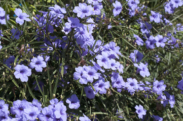 ヤナギバルイラソウ