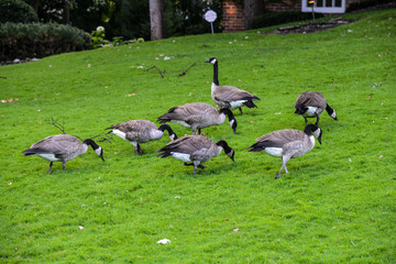 Geese on grass