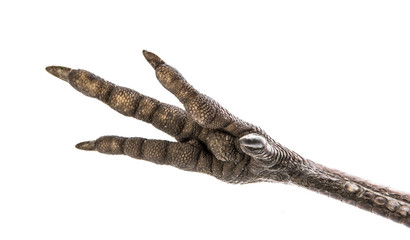 bird leg (paw) isolated on a white a background © Vera Kuttelvaserova