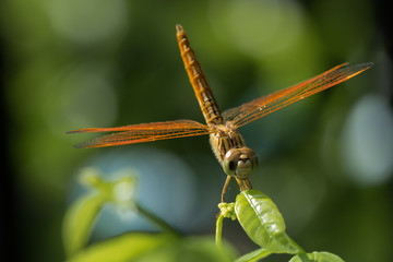 Dragonfly on leaf