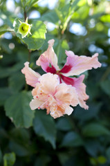 ハイビスカス（オレンジフラミンゴ）