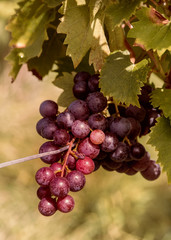 Reife rote Trauben am Rebstock