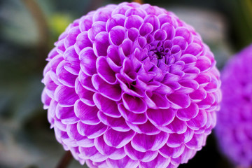 Bright pink flower