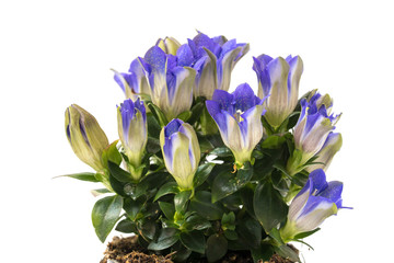 Enzian (Gentiana acaulis)