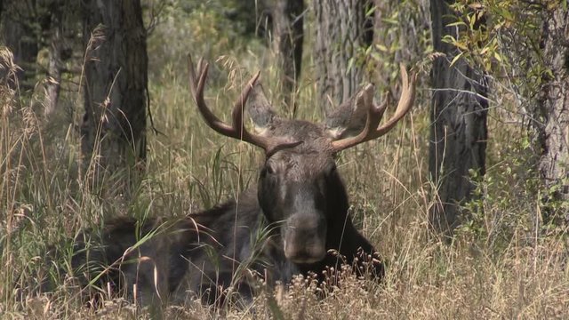 Bull Moose Bedded in Fall