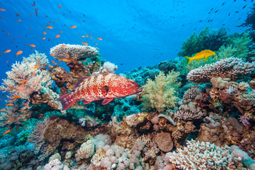 Naklejka na ściany i meble A Coral Grouper and other tropical fish on a coral reef