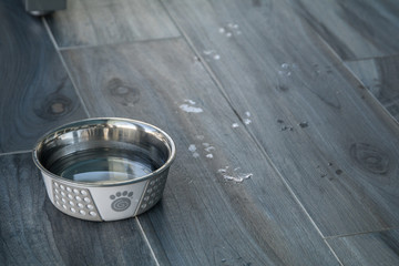 Dog Bowl with Wet Paw Prints - 175954172