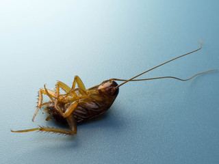 Closeup cockroach show details all of body on a blue background.  Cockroaches are carriers of the disease.