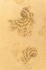 Small crabs make burrows in the sand and leave balls of grains on sandy beach - obrazy, fototapety, plakaty