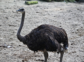 common ostrich (Struthio camelus)