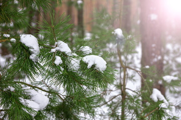 Spruce branch in snow winter in the sunshine in forest
