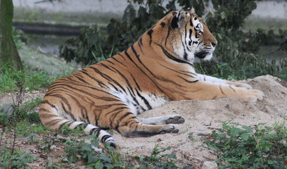 Siberian tiger