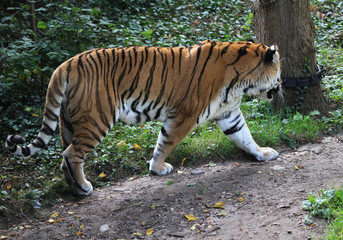 Siberian tiger