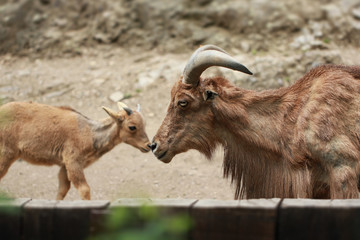 Rock goat with a small one â€œkissingâ€ each other in a ZOO
