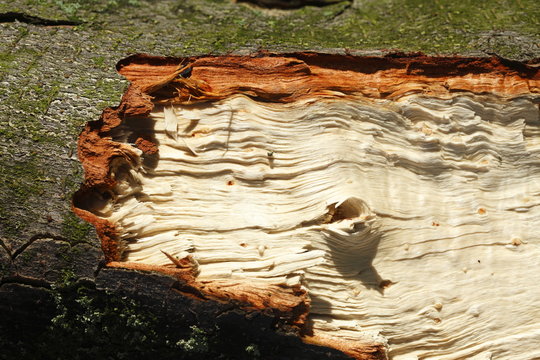 Helle Holztextur an einem Geknickten Baumstamm, Sturmschaden