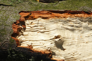 Helle Holztextur an einem Geknickten Baumstamm, Sturmschaden