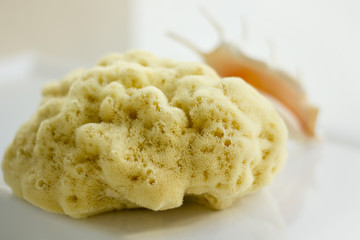 Sea sponge close-up. It's time to take a bath and relax.