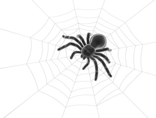 Black spider on spider web