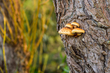 Yellow fungi on an old tree trunk