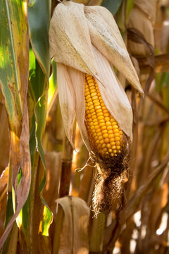 Corn Stalk 