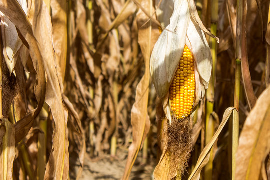 Corn Stalk 