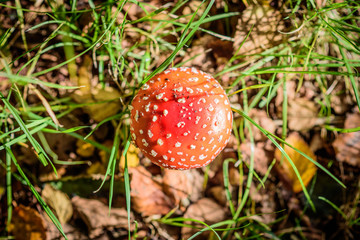 Top view of a beautiful red fly agaric in the forrest floor