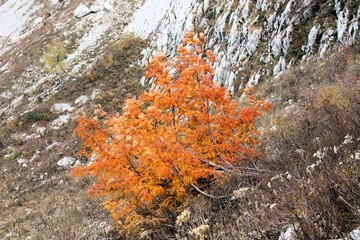 Lonly orange tree in the mountains
