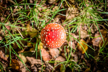 Top view of a beautiful red fly agaric in the forrest floor