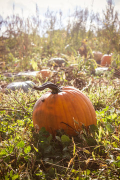 Pumpkin Patch