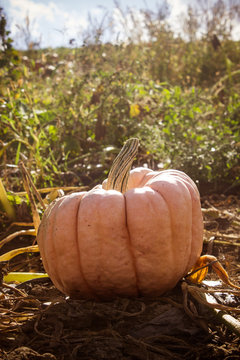 Pumpkin Patch