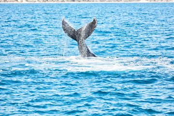 in australia a free whale in the ocean