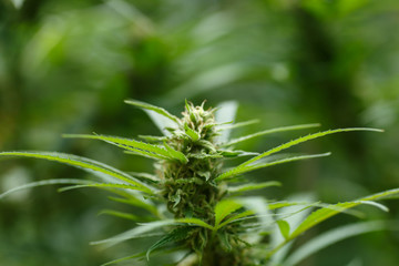 Cannabis flower - Blooming Marijuana plant with early white flowers