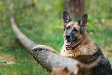 A sad dog of the German shepherd breed keeps paws behind a fallen tree. Close-up portrait