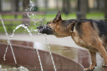 A sad dog of the German shepherd breed keeps paws behind a fallen tree. Close-up portrait