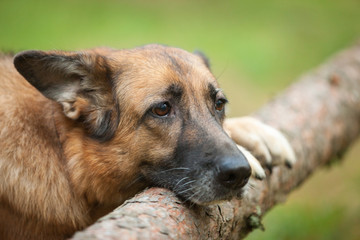 A sad dog of the German shepherd breed keeps paws behind a fallen tree. Close-up portrait
