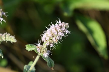 Horse Mint (Mentha longifolia)