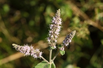 Horse Mint (Mentha longifolia)