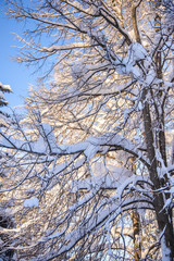 Fototapeta premium Winter picture of snow covered trees on a blue sky background
