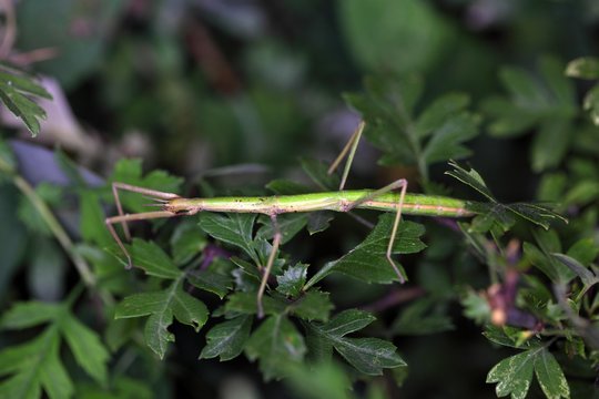 The stick insect Bacillus rossius