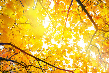 Autumn background. Colorful yellow and red maple foliage on a sunny day. Autumnal Park. Autumn branches trees and leaves in nature.