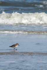 Strandläufer I