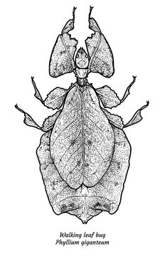 Walking leaf illustration, drawing, engraving, ink, line art, vector