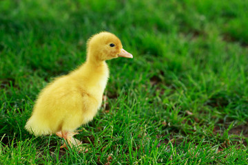 little yellow duckling