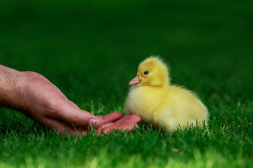 little yellow duckling