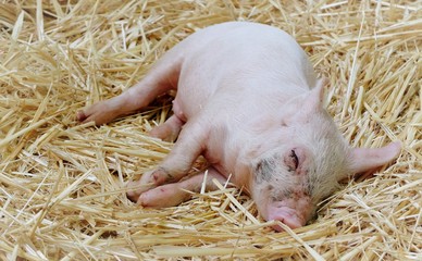close up of sleeping bay pig on the straw. baby pig is sleeping on the hay.happy lazy pig is sleeping on the haystack