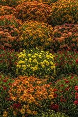 A bright autumn carpets of yellow and red chrysanthemum pleases the eye.