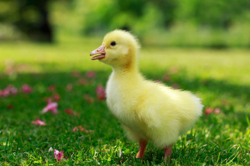 little yellow duckling