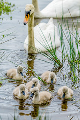 Swan and Cygnets