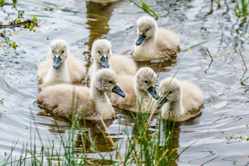 Cygnets