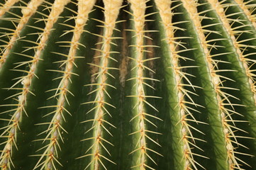 Kaktus, Stacheln,cactuses, kaktus, schwiegermutterkaktus, cactus law, baum, wüste, blatt, makro, scharf, föhre, close up, garden, farn, nadel, ast, flora, blume, wald, saftig, frühling